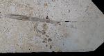 Hibolithes sp. (MONTFORT 1808) & Becherschwamm indet. - Bild &copy; FossNet FossilienStore